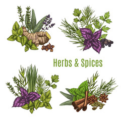Fresh herb and spice sketches for food design © Vector Tradition