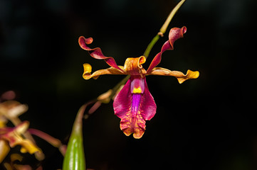 BIZARRE ORCHID – COILED PETALS. Rare species orchid which has coiled or horn-type petals. 
