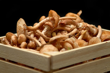 Closeup of fresh honey mushrooms in basket.