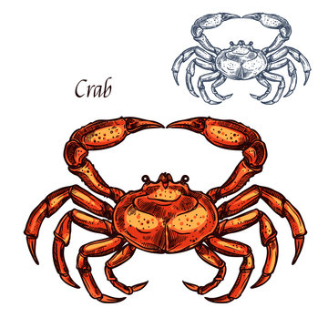Red crab animal isolated sketch