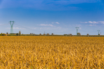 high voltage pylons on dried corn fields