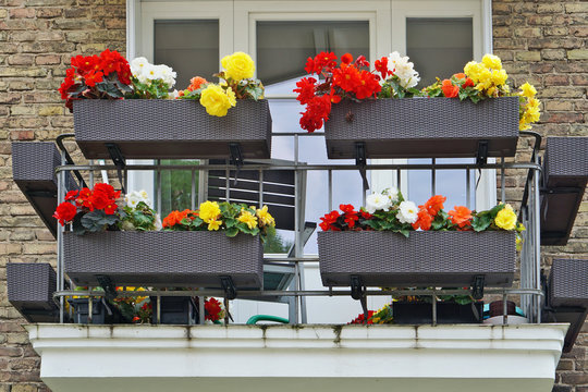 Balcony with flowering colorful begonia