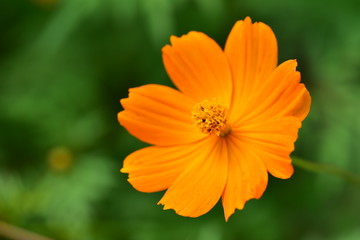 キバナコスモス