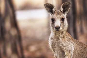 Eastern Grey Kangaroo (Macropus giganteus) © Andrew