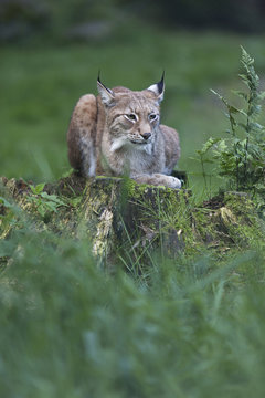 Lynx laying down
