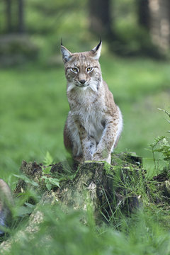 Lynx in nature