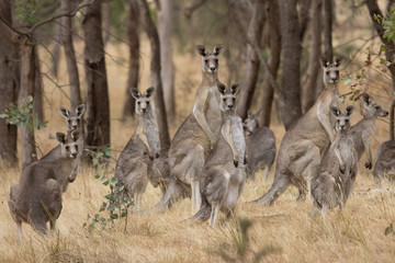 Eastern Grey Kangaroo (Macropus giganteus) - obrazy, fototapety, plakaty