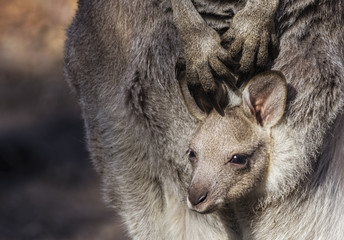 Eastern Grey Kangaroo (Macropus giganteus) © Andrew