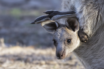 Eastern Grey Kangaroo (Macropus giganteus) © Andrew