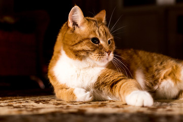Fototapeta na wymiar Cat. Red handsome. A serious man.