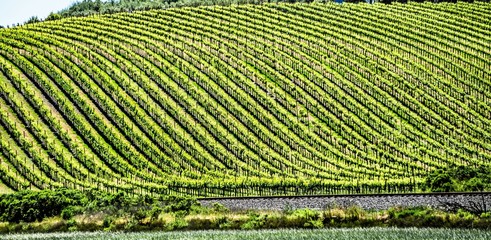 sonoma and napa valley vinyards in california