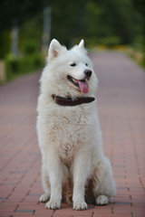 Beautiful white samoyed dog posing.