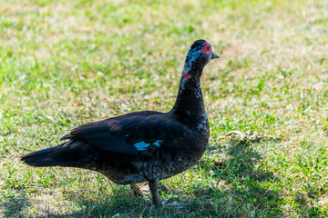 Canard de barbarie ou canard musqué.