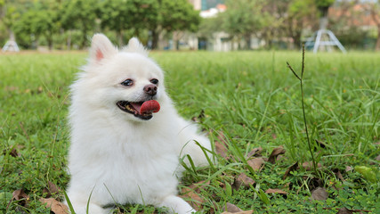White Pomeranian sitting on the green lawn
