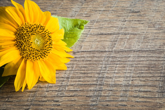 Big, beautiful yellow sunflower on the brown wooden table. Greeting card. Empty place for a text or web background. Top view.