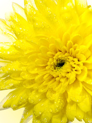 Close up yellow chrysanthemum flower on white background