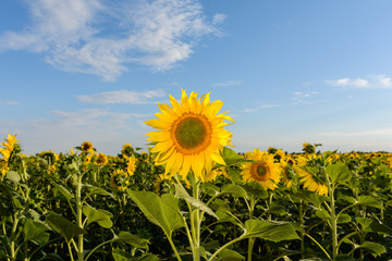 sunflower field over cloudy blue sky and bright sun lights.