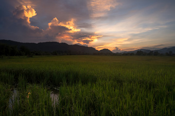 Paddy field with twilight sky.