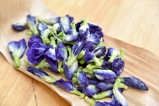 Pea flowers, Clitoria ternatea, butterfly blue. Asian pigeonwings (Clitoria ternatea ) prepare for Butterfly Pea Juice.