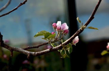 branch of apple tree with blossoming flowers close-up.
