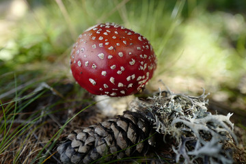 Fliegenpilz im Wald mit Tannenzapfen