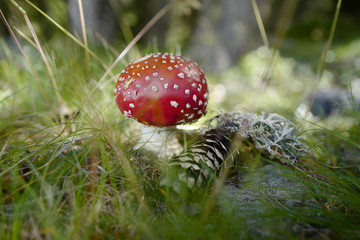 Fliegenpilz im Wald mit Tannenzapfen Amanita muscaria