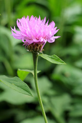 Centaurea jacea   in the garden close-up