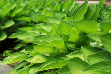 Green leaf texture with stems and  with leaf foreground