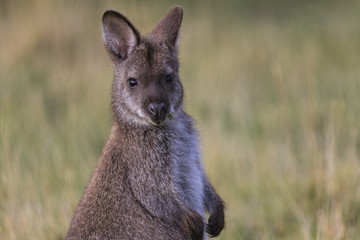 Bennet's Wallaby (Macropus rufogriseus) © Andrew