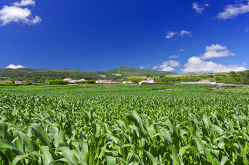 Fototapeta na wymiar Green cornfield Terceira near Agualva. Azores. Portugal. Horizontal