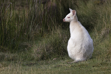 Bennet's White Wallaby (Macropus rufogriseus) © Andrew