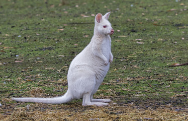 Bennet's White Wallaby (Macropus rufogriseus)