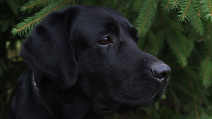  A Dog in a Pine Forest