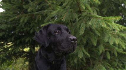  A Dog in a Pine Forest