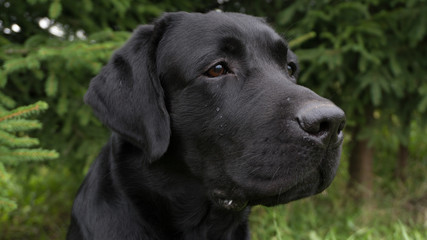 A Dog in a Pine Forest
