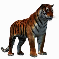 Tiger Amur (3D)