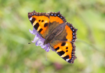 Close-up of a butterfly on a flower