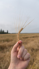 Fototapeta na wymiar rye seed in hand