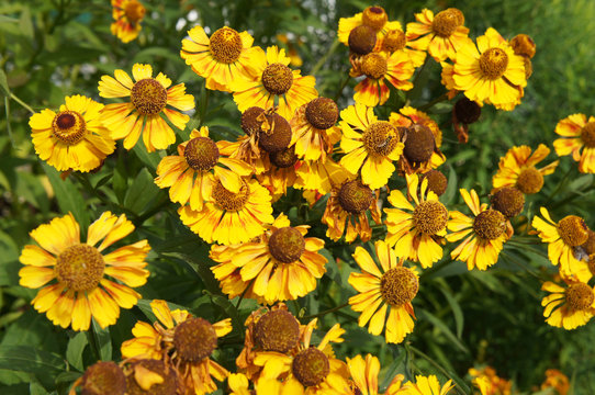 Gelenium Helenium brassingham gold many yellow flowers with green