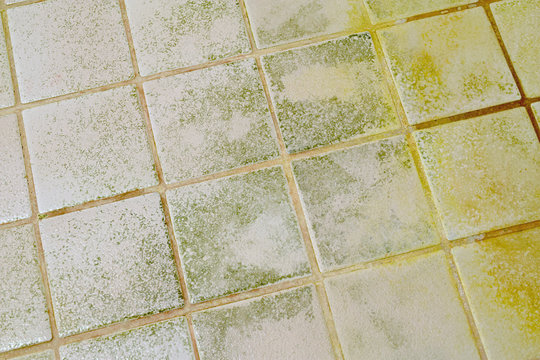 Mold on the bathroom tile floor. Horizontal image.