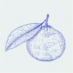 Mandarin orange with leaf. Blue hand drawn sketch on lined paper background