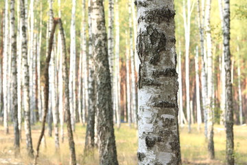 Beautiful birches in forest in early autumn