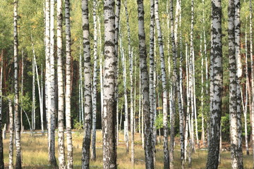 Beautiful birches in forest in early autumn