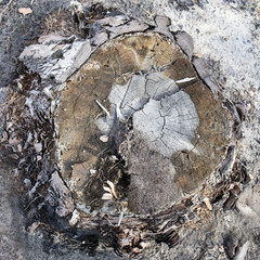 tree stump