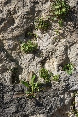 Stein-Mauer / Textur - Hintergrund 