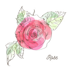 Rose illustration for valentine graphic design