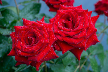Lush bush of red roses in the garden on a nature background.