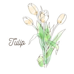 Beautiful tulip illustration on white background