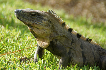 Iguana messicana