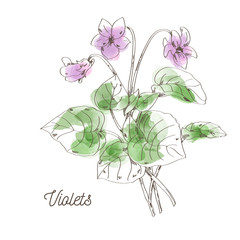 Beautiful violets for bouquet on white background